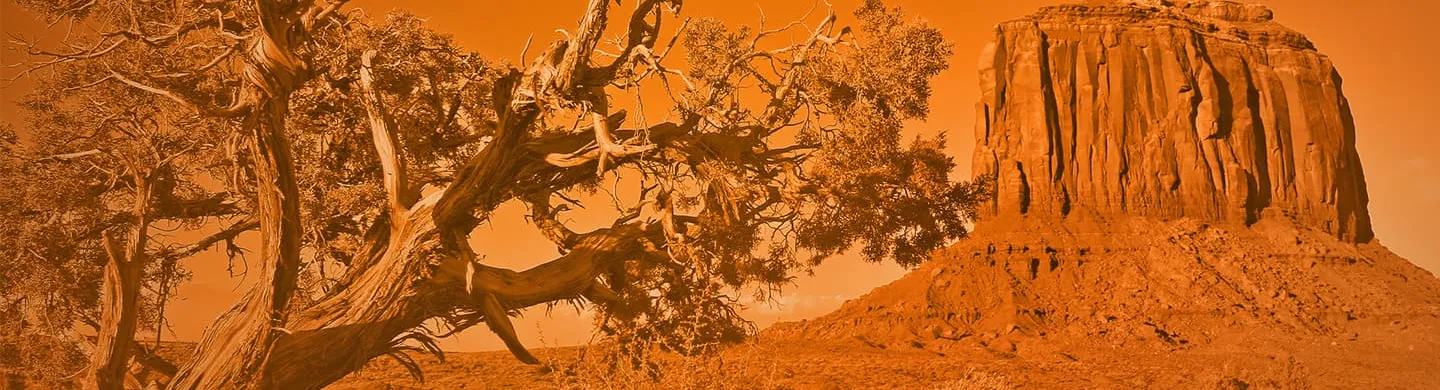 Juniper Brand Banner