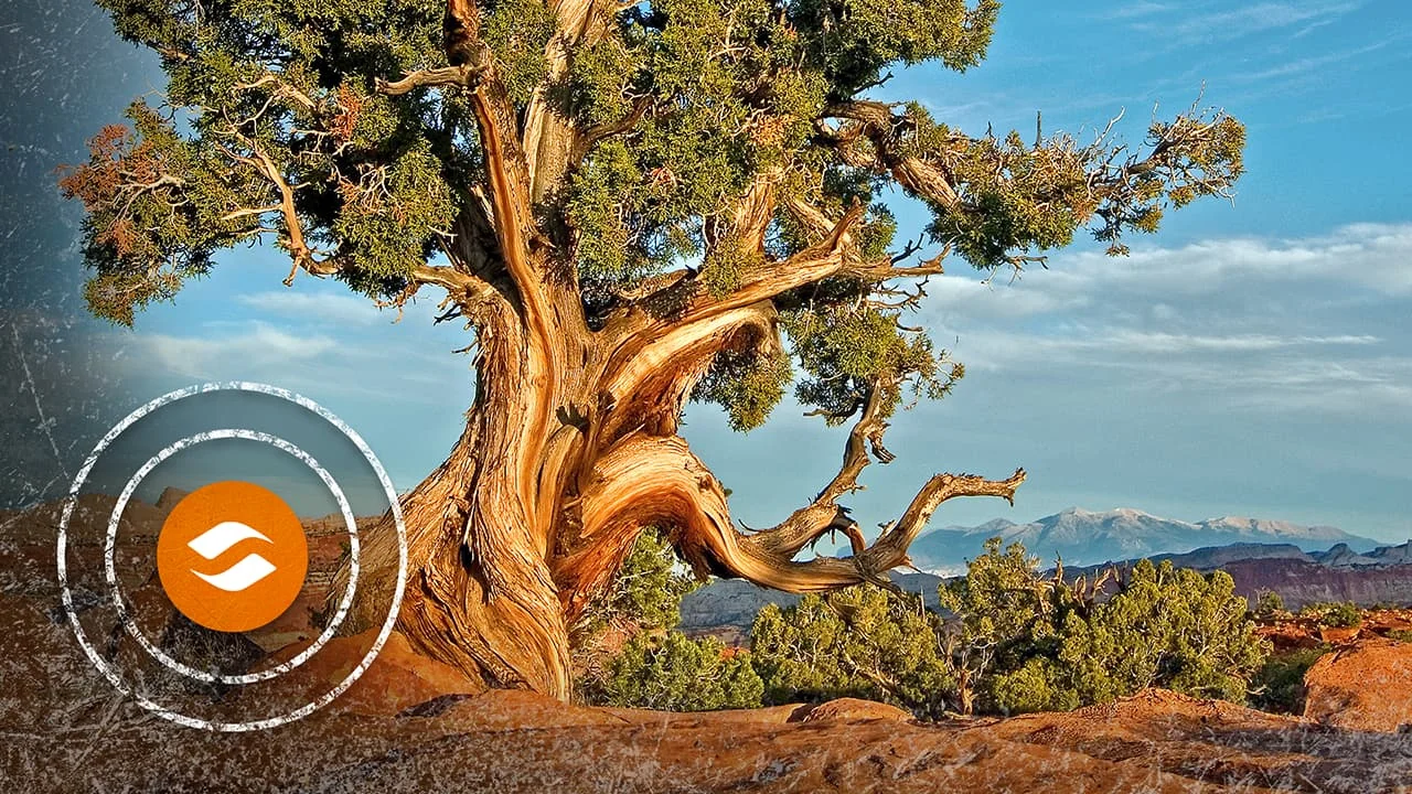 Entdecken Sie Juniper Systems