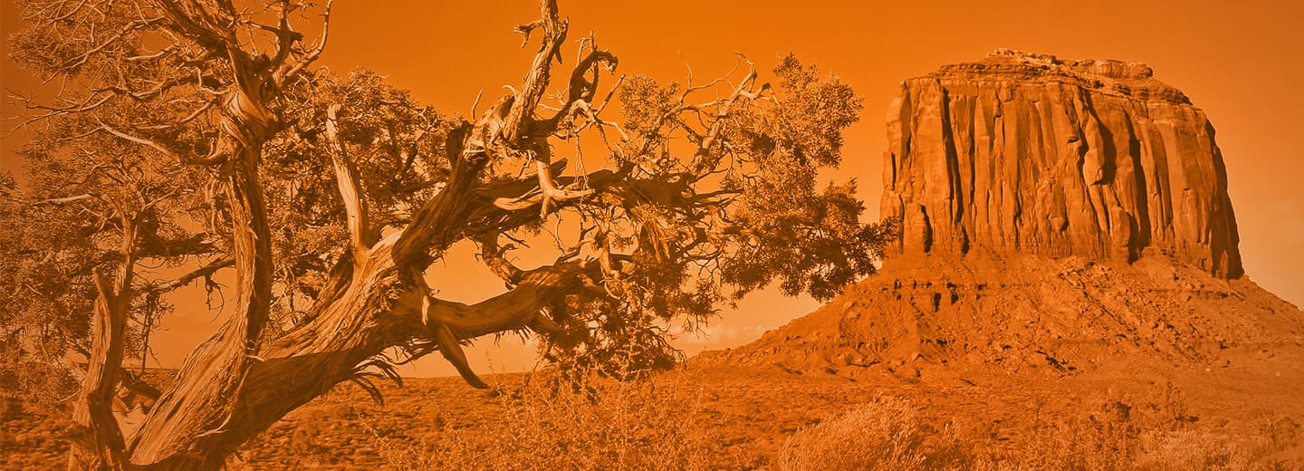 Juniper Brand Banner